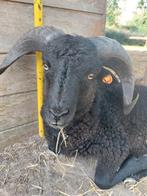 Ram ouessant 1 jaar oud, Dieren en Toebehoren