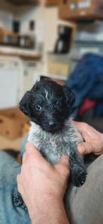 Geweldige lieve puppy's te koop voor fantastische kopers, Overige rassen, 8 tot 15 weken, Parvo, Meerdere