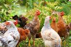 Ik ben een gratis kippen opvang, Dieren en Toebehoren, Pluimvee, Geslacht onbekend, Overige soorten