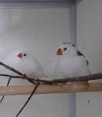 Koppel zebravinken bont