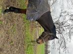 Paard, Dieren en Toebehoren, Paarden, Merrie, Springpaard, Gechipt, Zadelmak