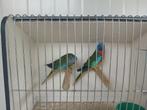 Splendid parkieten, Meerdere dieren, Parkiet, Geringd