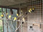 Kanaries 2025, Dieren en Toebehoren, Vogels | Kanaries, Meerdere dieren, Kleurkanarie