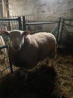 Ram te koop, Dieren en Toebehoren, Mannelijk, Schaap, 0 tot 2 jaar