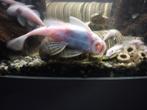 Kweekgroep+ jonkies snow white shortfin. +-60a 70 stuks250€-, Dieren en Toebehoren, Vissen | Aquariumvissen, Overige typen, Zoetwatervis