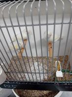 Mooien kanaries tt kwaliteit, Dieren en Toebehoren, Vogels | Kanaries