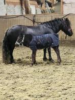 Tekoop lieve grote shetlander merrie met lief hengstveulen, Dieren en Toebehoren, Merrie