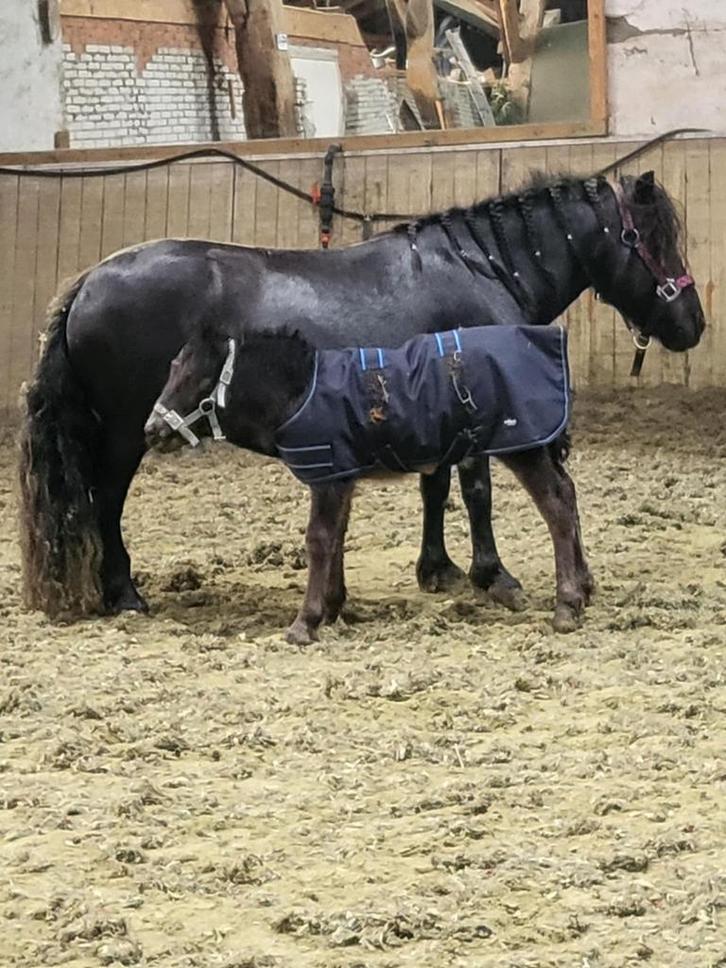 Tekoop lieve grote shetlander merrie met lief hengstveulen, Dieren en Toebehoren, Pony's, Merrie