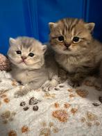 Britse korthaar kittens, Dieren en Toebehoren, Katten en Kittens | Raskatten | Korthaar, Kater, Gechipt, 0 tot 2 jaar