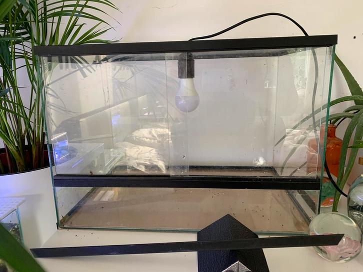 Terrarium, Dieren en Toebehoren, Reptielen en Amfibieën | Toebehoren, Zo goed als nieuw, Ophalen