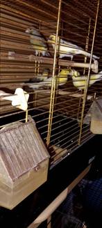 KANARIES, Dieren en Toebehoren, Vogels | Kanaries