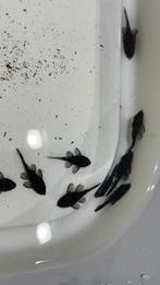 L181 ancistrus, Dieren en Toebehoren, Vis, Zoetwatervis