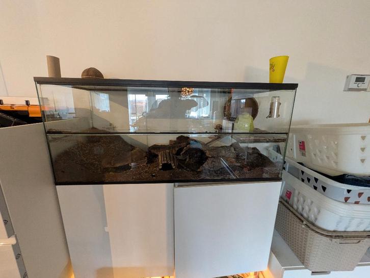 gerbilarium, Animaux & Accessoires, Rongeurs & Lapins | Cages & Clapiers, Utilisé, Niche, Moins de 60 cm, 110 cm ou plus, Cobaye