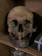 Schedel mens / Skull, Collections, Collections Autre, Comme neuf, Enlèvement ou Envoi
