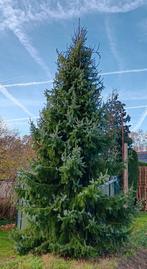 Mooie kerstboom., Tuin en Terras, Ophalen