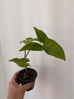 Syngonium albo green, Huis en Inrichting, Kamerplanten, Ophalen