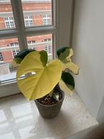 Monstera Deliciosa Pom Pom Halfmoon Variegata, Huis en Inrichting, Kamerplanten, Ophalen of Verzenden