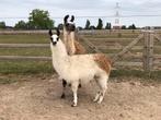 Lama, Dieren en Toebehoren, Overige Dieren, Januari, Mannelijk