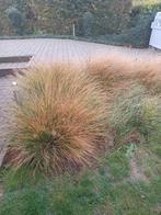 8 volwassen penisetumplanten, Tuin en Terras, Planten | Tuinplanten, Ophalen