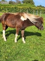 Miniatuurpaard - minipaard - ruin -NMPRS, Dieren en Toebehoren, Ruin, Gechipt