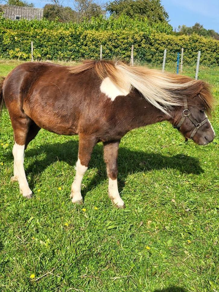 Miniatuurpaard - minipaard - ruin -NMPRS, Dieren en Toebehoren, Pony's, Ruin, Met stamboom, Gechipt, Ontwormd, Ingeënt