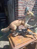 Vos taxidermie, Ophalen, Gebruikt