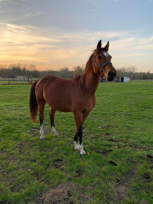 Springpaard, Dieren en Toebehoren, Paarden, Merrie, M, 165 tot 170 cm, 11 jaar of ouder, Springpaard, Met stamboom, Gechipt, Ontwormd