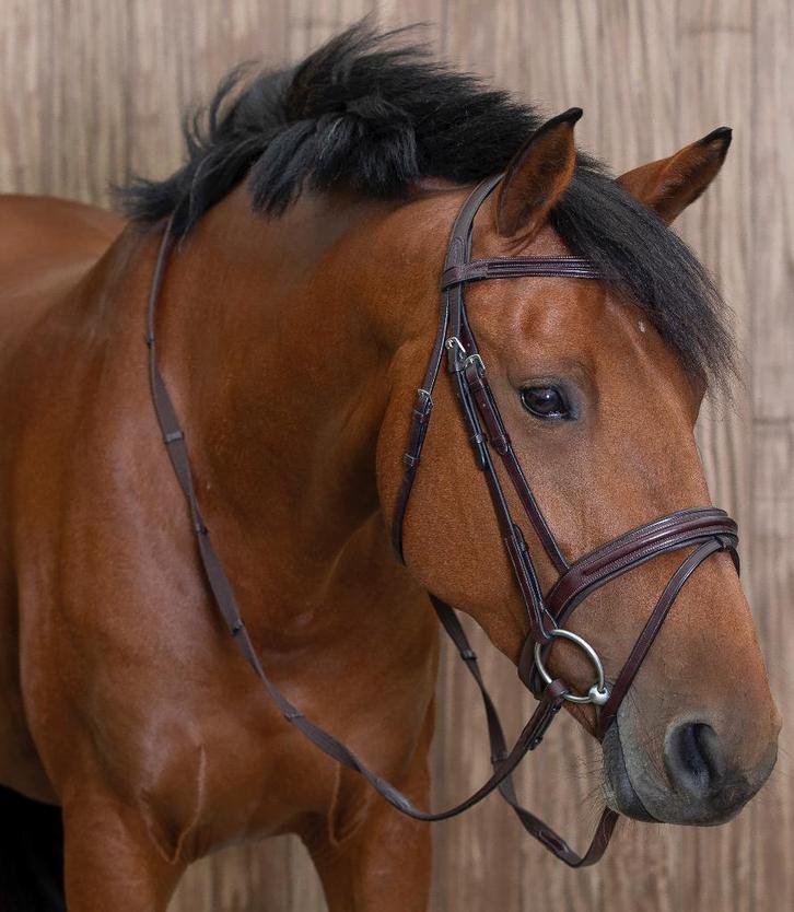 Numero uno X Carthago merrie (drachtig), Animaux & Accessoires, Chevaux, Jument, L, 160 à 165 cm, 11 ans ou plus, Cheval de saut