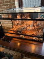 Lasiodora parahybana, Animaux & Accessoires, Reptiles & Amphibiens | Accessoires, Enlèvement, Comme neuf