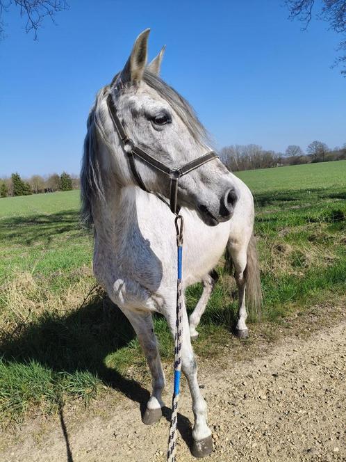 Mooi paardje, Dieren en Toebehoren, Pony's, Merrie, Zadelmak, E pony (1.48m - 1.57m), Recreatiepony, 7 tot 10 jaar, Gechipt, Ontwormd