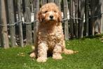 Prachtige medium abrikoze Labradoodle pups, Dieren en Toebehoren, België, Overige rassen, CDV (hondenziekte), 8 tot 15 weken