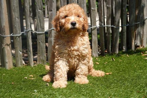 Prachtige medium abrikoze Labradoodle pups, Dieren en Toebehoren, Honden | Retrievers, Spaniëls en Waterhonden, Meerdere dieren