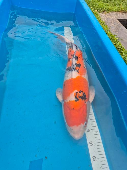 Japanse koi Sanke, Dieren en Toebehoren, Vissen | Vijvervissen