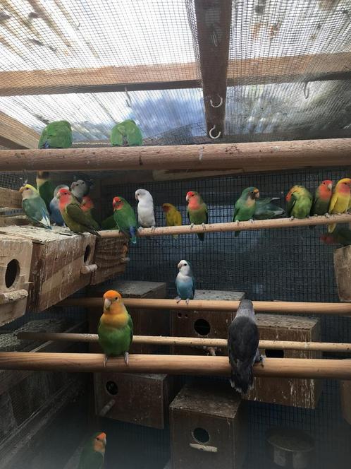 KWEEKRIJPE DWERG PAPEGAAIKES NU 50 EURO/KOPPEL, Dieren en Toebehoren, Vogels | Parkieten en Papegaaien, Dwergpapegaai of Agapornis
