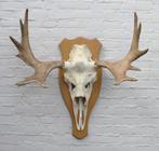 Scandinavisch ELAND GEWEI op licht houten schild (ref. C), Ophalen, Gebruikt, Hert, Gewei of Kop