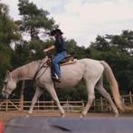 Halve stal aangeboden, Dieren en Toebehoren