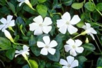 Bodembedekkers beschikbaar voor biedingen