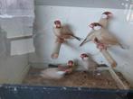 Rijstvogels-Padda's-Isabel-25 € per koppel, Dieren en Toebehoren, Vogels | Overige Vogels