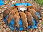 Fci stamboom puppies mechelse herder, Dieren en Toebehoren, Honden | Herdershonden en Veedrijvers, België, Fokker | Hobbymatig