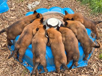 Fci stamboom puppies mechelse herder beschikbaar voor biedingen