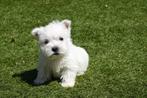 West Highland white terriër pups (westie, westy), Dieren en Toebehoren, België, Overige rassen, CDV (hondenziekte), 8 tot 15 weken