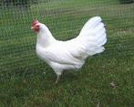 Witte leghorn, Dieren en Toebehoren, Pluimvee, Vrouwelijk, Kip