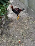 maleier haan3,5 maand, Dieren en Toebehoren, Mannelijk, Kip