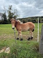 Ardens trekpaard hengstenveulen, Dieren en Toebehoren, Paarden, Met stamboom