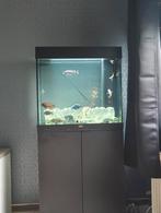 Juwel 120 L met vissen, Enlèvement ou Envoi