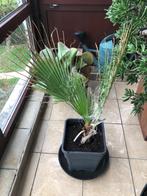 washingtonia filifera, Ophalen of Verzenden