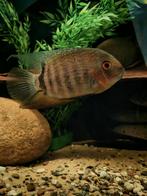Heros Santarem koppel, Dieren en Toebehoren, Vissen | Aquariumvissen