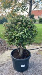 Viburnum tinus meerstam, Tuin en Terras, Ophalen, In pot
