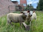 Schaap, Dieren en Toebehoren, Mannelijk, Schaap, 0 tot 2 jaar