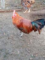 Haan goudbrakel kriel, Dieren en Toebehoren, Pluimvee, Mannelijk, Kip